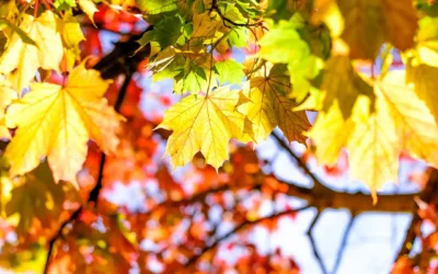 Körperstraffung und Fettabsaugung im Herbst und Winter